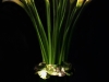CALLA LILY CLASSIC CALLA LILY CLASSIC