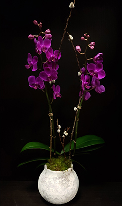 ARTISAN ORCHID ARTISAN ORCHID