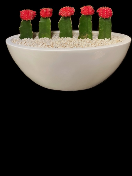 MOON CACTUS BOAT MOON CACTUS BOAT