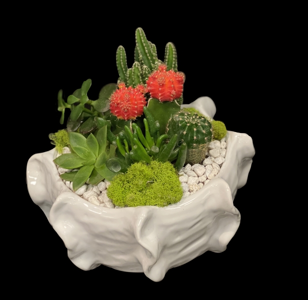 MOON CACTUS GARDEN MOON CACTUS GARDEN