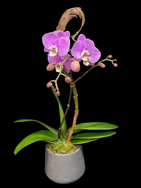 ORCHID CRUSH ORCHID CRUSH