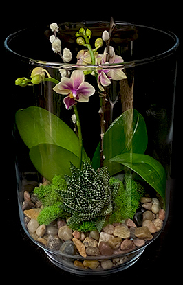ORCHID TERRARIUM ORCHID TERRARIUM
