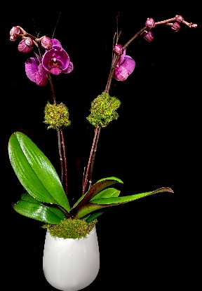 PURPLE ORCHID PURPLE ORCHID