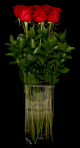 MODERN ROSE MODERN ROSE