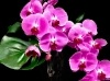 CASCADING ORCHID CASCADING ORCHID