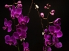 ARTISAN ORCHID ARTISAN ORCHID