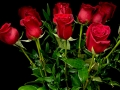 DELUXE ROSE DELUXE ROSE