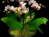 MINI ORCHID GARDEN MINI ORCHID GARDEN