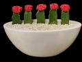 MOON CACTUS BOAT MOON CACTUS BOAT