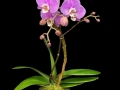 ORCHID CRUSH ORCHID CRUSH
