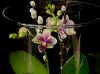 ORCHID TERRARIUM ORCHID TERRARIUM