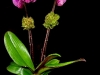 PURPLE ORCHID PURPLE ORCHID
