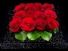 BED OF ROSES BED OF ROSES
