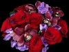 RUBY RED RUBY RED