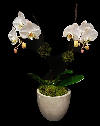 WHITE ORCHID WHITE ORCHID