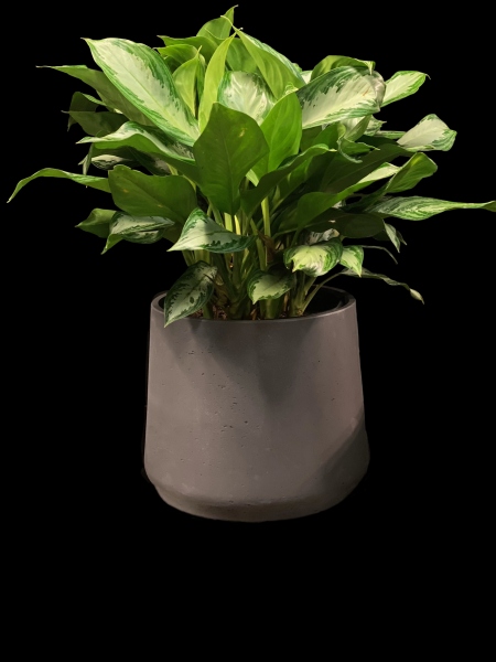 CHINESE EVERGREEN( CHINESE EVERGREEN(