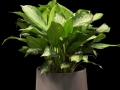 CHINESE EVERGREEN( CHINESE EVERGREEN(