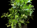 CLUSIA BUSH CLUSIA BUSH