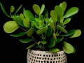 CLUSIA PLANT CLUSIA PLANT