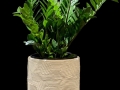 ZZ IN WHITE TEXTURED POT ZZ IN WHITE TEXTURED POT