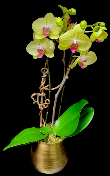 HARVEST ORCHID HARVEST ORCHID