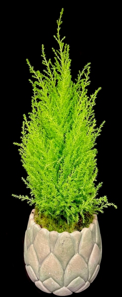 LEMON CYPRESS LEMON CYPRESS