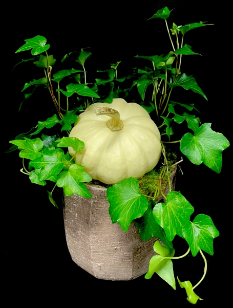 PUMPKIN IVY PUMPKIN IVY