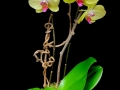 HARVEST ORCHID HARVEST ORCHID