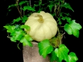PUMPKIN IVY PUMPKIN IVY